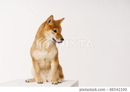 Purebred akita inu puppy posing on light background. Shiba inu is a red-haired Purebred akita inu puppy posing on light background. Shiba inu is a red-haired 86542100