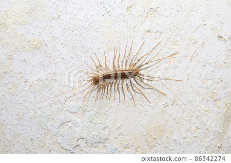 Arthropod insect centipede flycatcher on a concrete wall close up Arthropod insect centipede flycatcher on a concrete wall close up 86542274