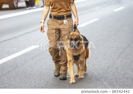 female police officer with a shepherd service dog walks along the road. service and law enforcement 86542442