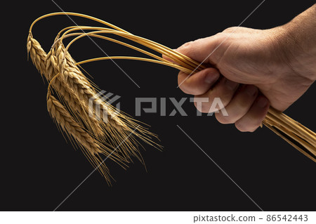 ripe ears of wheat close-up in a human hand on a dark background. bread industry. vegetarian food 86542443