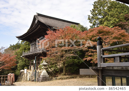 大悟寺如入道 86542465