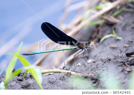 Dragonfly Ohagro Dragonfly Dragonfly Ohagro Dragonfly 86542491