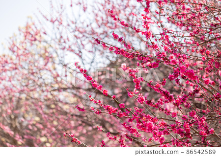 Plum blossom in full bloom, red plum 86542589
