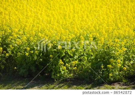 油菜花遍地盛開 86542872