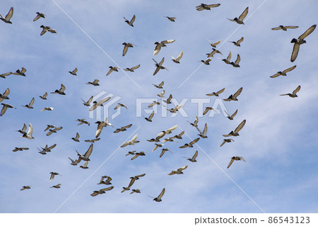 flock of speed racing pigeon flying against blue sky 86543123