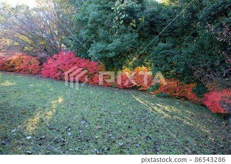 深秋的公園秋葉 Enkianthus perulatus 深秋的公園秋葉 Enkianthus perulatus 86543286