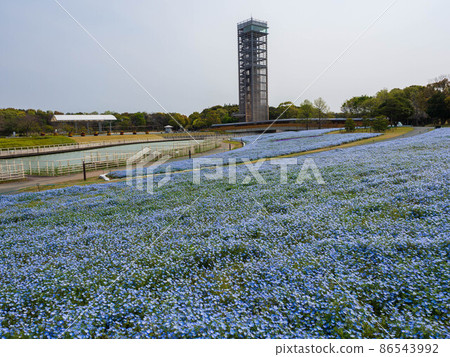 靜岡縣濱松市濱名湖花園公園的水母 靜岡縣濱松市濱名湖花園公園的水母 86543992