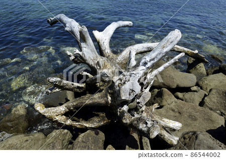 Driftwood washed ashore 86544002