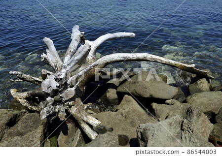 Driftwood washed ashore 86544003