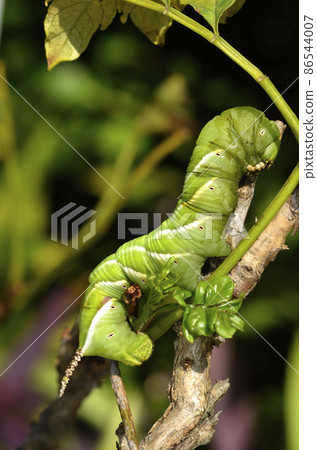 Hawk moth larvae Moth larvae Psilogramma increta larvae 86544007