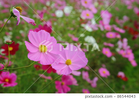 Dream cosmos garden Dream cosmos garden 86544043