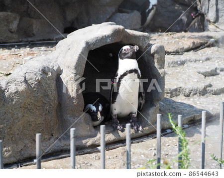 Aquarium penguin Aquarium penguin 86544643