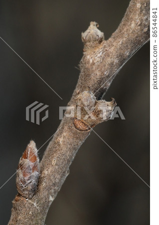 天然植物 Quercus acutissima,2 月冬芽,果實和葉痕。葉痕上的Giboshi形果實,今年秋天將是燦爛的橡子 天然植物 Quercus acutissima,2 月冬芽,果實和葉痕。葉痕上的Giboshi形果實,今年秋天將是燦爛的橡子 86544841