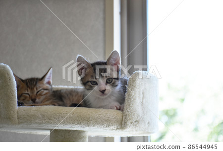 Cat tower is my favorite 1-month-old brother kitten of Kijitora and Sabatra Cat tower is my favorite 1-month-old brother kitten of Kijitora and Sabatra 86544945