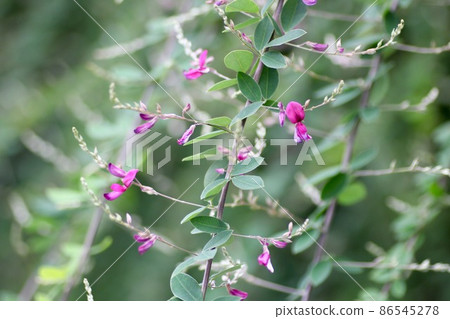 Pink Hagi flower Pink Hagi flower 86545278