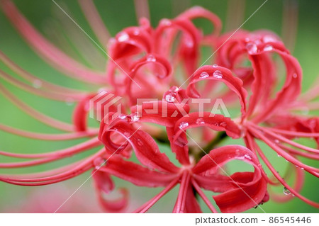 Cluster amaryllis after the rain 86545446