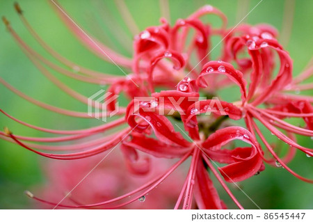 雨後群集阿瑪麗利斯 86545447