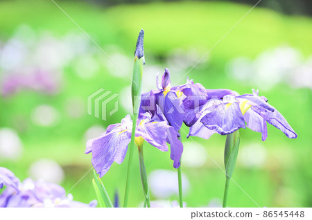 鳶尾花 86545448