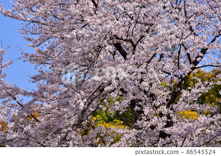 櫻花仰望櫻花 86545524