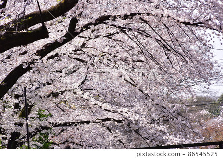 善福寺河邊的櫻花 86545525