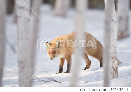 Kita fox walking in the winter forest (Hokkaido) - Stock