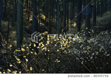 Flowering mitsumata flock of Mogi-cho Yorimoriyama Flowering mitsumata flock of Mogi-cho Yorimoriyama 86545738