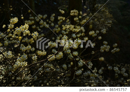 Mogi-cho Yorimoriyama開花的mitsumata群 86545757