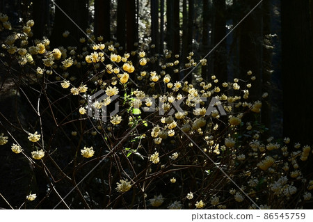 Flowering mitsumata flock of Mogi-cho Yorimoriyama Flowering mitsumata flock of Mogi-cho Yorimoriyama 86545759