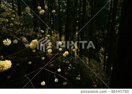 Mogi-cho Yorimoriyama開花的mitsumata群 86545780