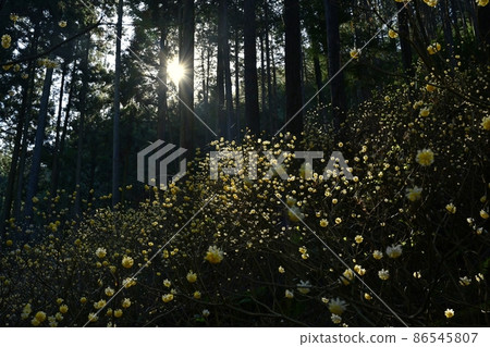 Mogi-cho Yorimoriyama開花的mitsumata群 86545807