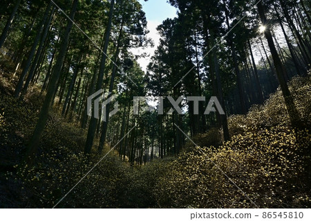 Mogi-cho Yorimoriyama開花的mitsumata群 86545810