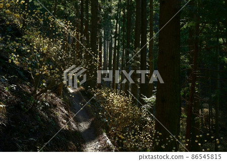 Mogi-cho Yorimoriyama開花的mitsumata群 Mogi-cho Yorimoriyama開花的mitsumata群 86545815