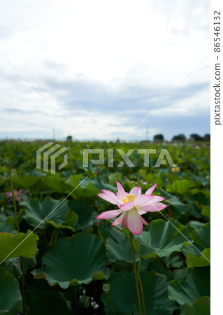 蓮花與明亮的粉紅色花朵 86546132
