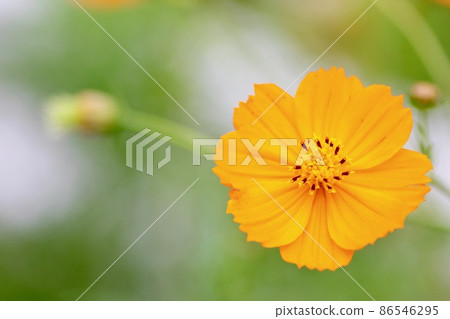 橙色波斯菊花 86546295