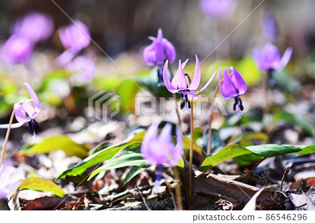 盛開在陽光明媚的森林中的日本紅花粉紅色花朵 86546296