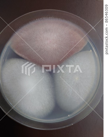 黴菌培養培養皿 86546309