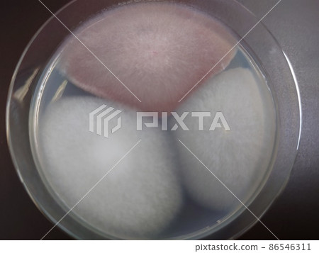 Fluffy colonies of different colors Fluffy colonies of different colors 86546311