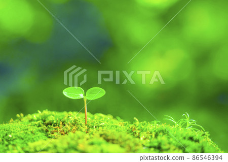 Futaba sprouted Futaba sprouted 86546394