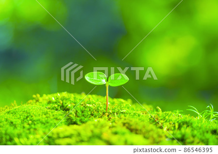 雙葉發芽了 86546395