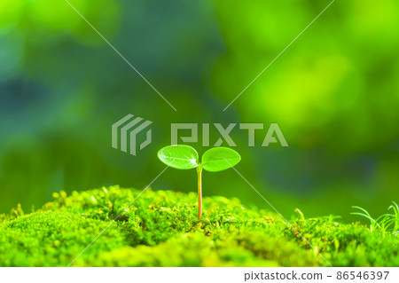 Futaba sprouted Futaba sprouted 86546397