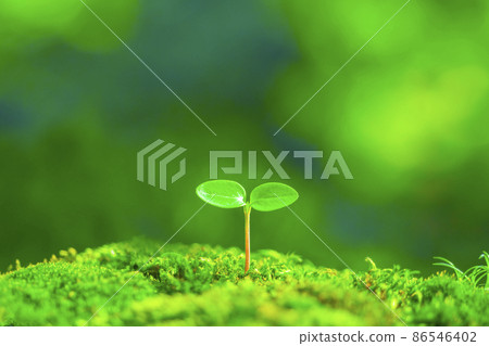 雙葉發芽了 86546402