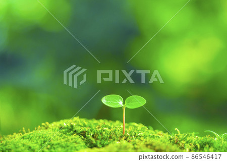 Futaba sprouted 86546417