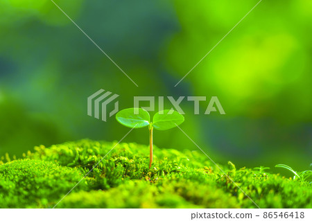 Futaba sprouted 86546418