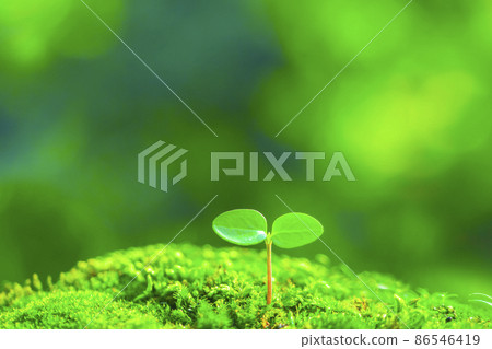 Futaba sprouted 86546419