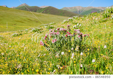 Thymelaeaceae Stella genus blooming on a pass in Tamaki prefecture, Sichuan, China 86546950