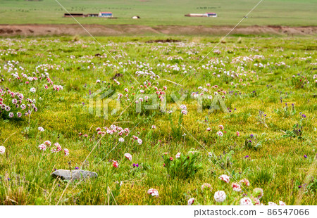 中國青海省河南縣草原盛開的百里香科百里香屬 中國青海省河南縣草原盛開的百里香科百里香屬 86547066