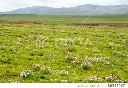 The genus Stella of the family Thymelaeaceae blooming in the grasslands of Henan County, Qinghai Province, China The genus Stella of the family Thymelaeaceae blooming in the grasslands of Henan County, Qinghai Province, China 86547067