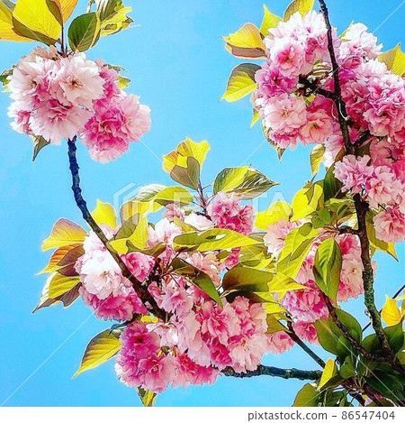 [Highly rated] Double cherry blossoms that shine in the sunlight 86547404