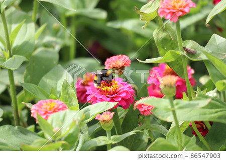 來自北海道的蜜蜂和百日草 86547903