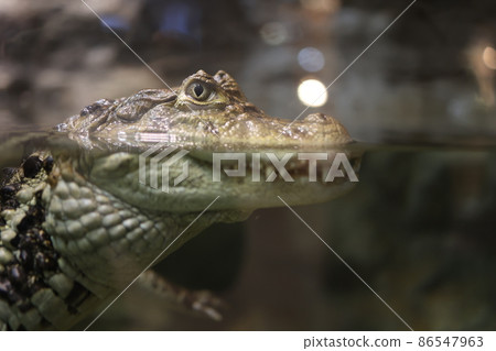 Crocodile's profile Crocodile's profile 86547963